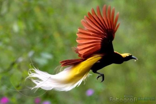 burung cenderawasih - bird of paradise